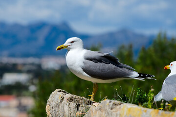 Möve an der Costa Blanca