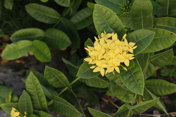 yellow flower in the garden