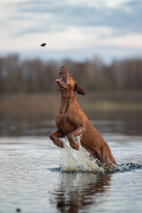 Hungarian vizsla dog playing in the water

