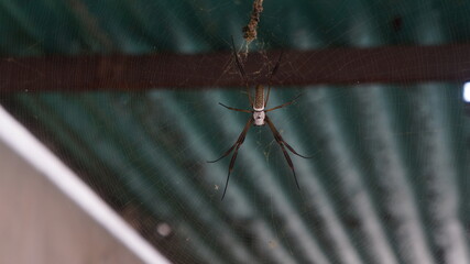 Araña en la red
