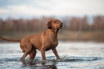 Hungarian vizsla dog playing in the water
