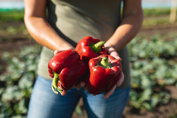 Midsection of caucasian mid adult female farmer holding red bell peppers while standing at farm