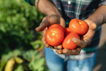 Midsection close-up of african american mid adult male farmer holding tomatoes in organic farm