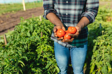 Midsection of african american mid adult male farmer holding tomatoes while standing amidst plants