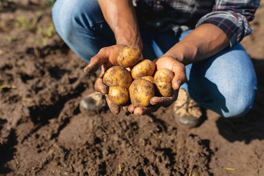 Midsection of african american mid adult farmer harvesting potatoes at organic farm during sunny day
