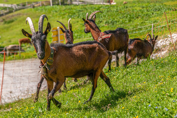 Goats in species-appropriate husbandry