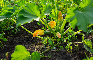 Green courgette zucchini plant growing in a small vegetable garden