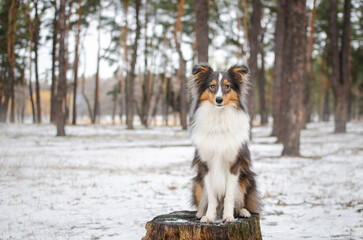 Cute dog brown tricolor breed sheltie shetland shepherd in snow in winter forest on the stump
