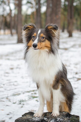 Cute dog brown tricolor breed sheltie shetland shepherd in snow in winter forest on the stump