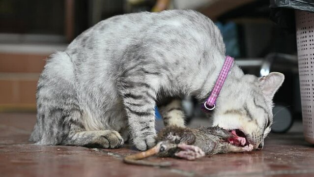 Footage of Cat eating rat. Cats are most likely to eat rats when they are hungry.