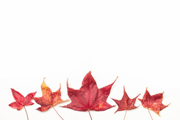 Hojas de arce rojas sobre un fondo blanco liso y aislado. Vista superior y de cerca. Copy space