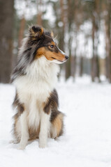 Cute dog brown tricolor breed sheltie shetland shepherd in snow in winter forest
