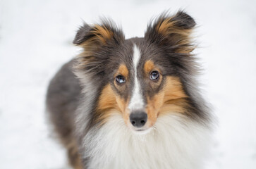 Cute dog brown tricolor breed sheltie shetland shepherd in snow in winter forest