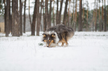 Cute dog brown tricolor breed sheltie shetland shepherd in snow in winter forest played with a toy rope