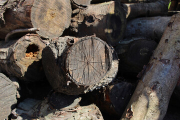 old firewood is lying in the yard