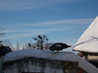 duck on the roof