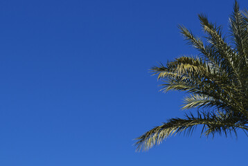 Palm branches in the sky background