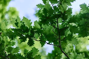 Fototapeta na wymiar Green fresh leaves on the branches of an oak close up against the sky in sunlight. Care for nature and ecology, respect for the Earth