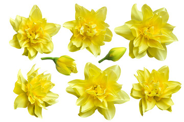 Eight white daffodil flower isolated on a white background. Design elements