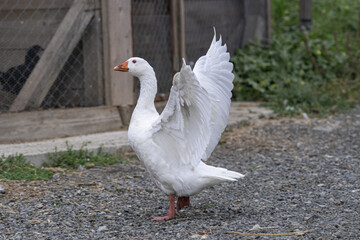 Closeup of a white domestic goose with flapping wings