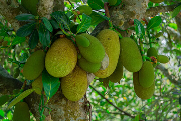 Jackfruit or Jack Tree (Artocarpus heterophyllus). Numerous green young jackfruits are hanging on the trees. This is the national fruit of Bangladesh. Very nice image for your use.