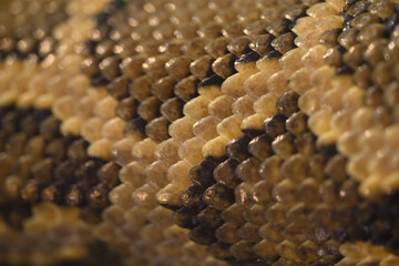 Snake skin close up