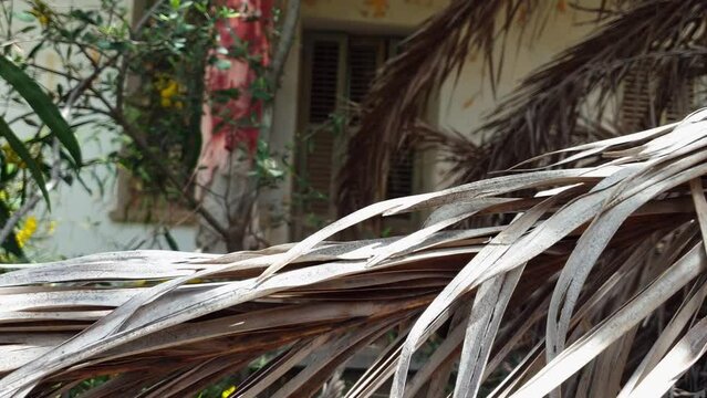 Wild vegetation in the yard of an abandoned residence in the Ghost Resort City of Varosha Famagusta, Cyprus
