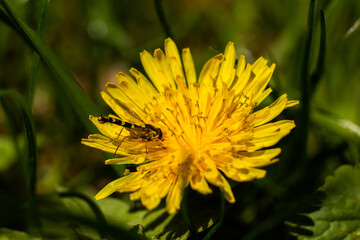 big beautiful yellow dandelions spring and summer macro background