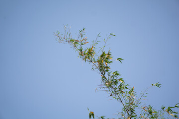 Bamboo trees want to touch the blue sky. The green bamboo leaves are shining in the light of the sun. The picture is very beautiful on a blue background.