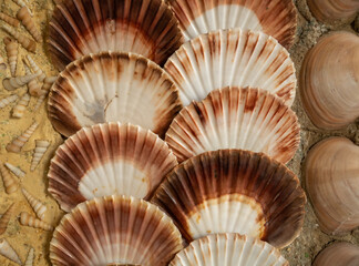 Texture, walls decorated with shells