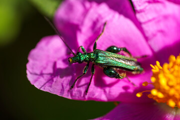 Beetle (Oedemera nobilis), male