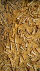Texture, walls decorated with shells