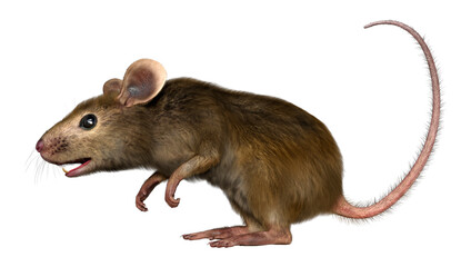 3D Rendering Little Broun Mouse on White