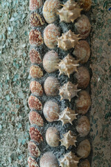 Texture, walls decorated with shells