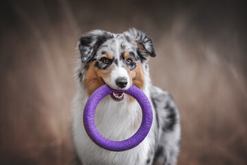 Merle Australian Shepherd dog with a toy in teeth. Close-up portrait