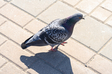a pigeon walks on a paving slab on a sunny summer day