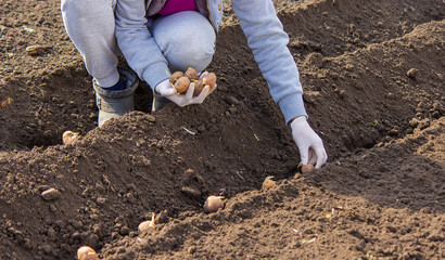 Planting potatoes in the ground. Early spring preparation for the garden season.