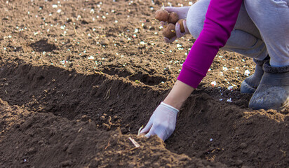 Planting potatoes in the ground. Early spring preparation for the garden season.