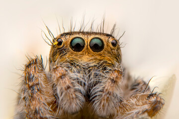 Close up  beautiful jumping spider  