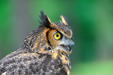 Virginia-Uhu (Bubo virginianus)