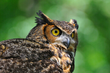 Virginia-Uhu (Bubo virginianus)