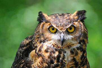 Virginia-Uhu (Bubo virginianus)