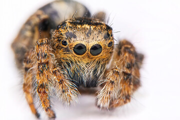 Close up  beautiful jumping spider  