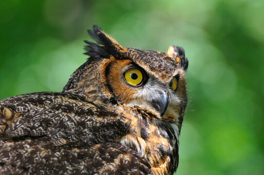 Virginia-Uhu (Bubo virginianus)