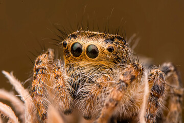 Close up  beautiful jumping spider  