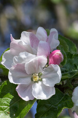 Kwitnąca jabłoni w okresie wiosennym