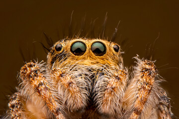 Close up  beautiful jumping spider  