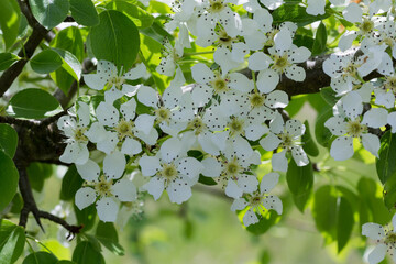 Drzewo owocowe kwitnące na wiosnę - obrazy, fototapety, plakaty