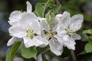 Jabłoń kwitnąca na wiosnę - obrazy, fototapety, plakaty