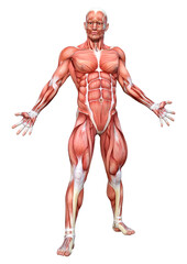 3D Rendering Male Anatomy Figure on White